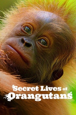 ดูหนัง Secret Lives of Orangutans (2024) เต็มเรื่อง