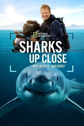 ดูหนัง Sharks Up Close with Bertie Gregory (2025) เต็มเรื่อง