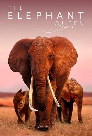 ดูหนัง The Elephant Queen (2019) อัศจรรย์ราชินีแห่งช้าง เต็มเรื่อง