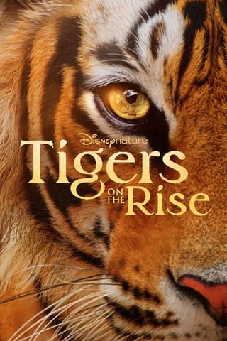 ดูหนัง Tigers on the Rise (2024) เต็มเรื่อง